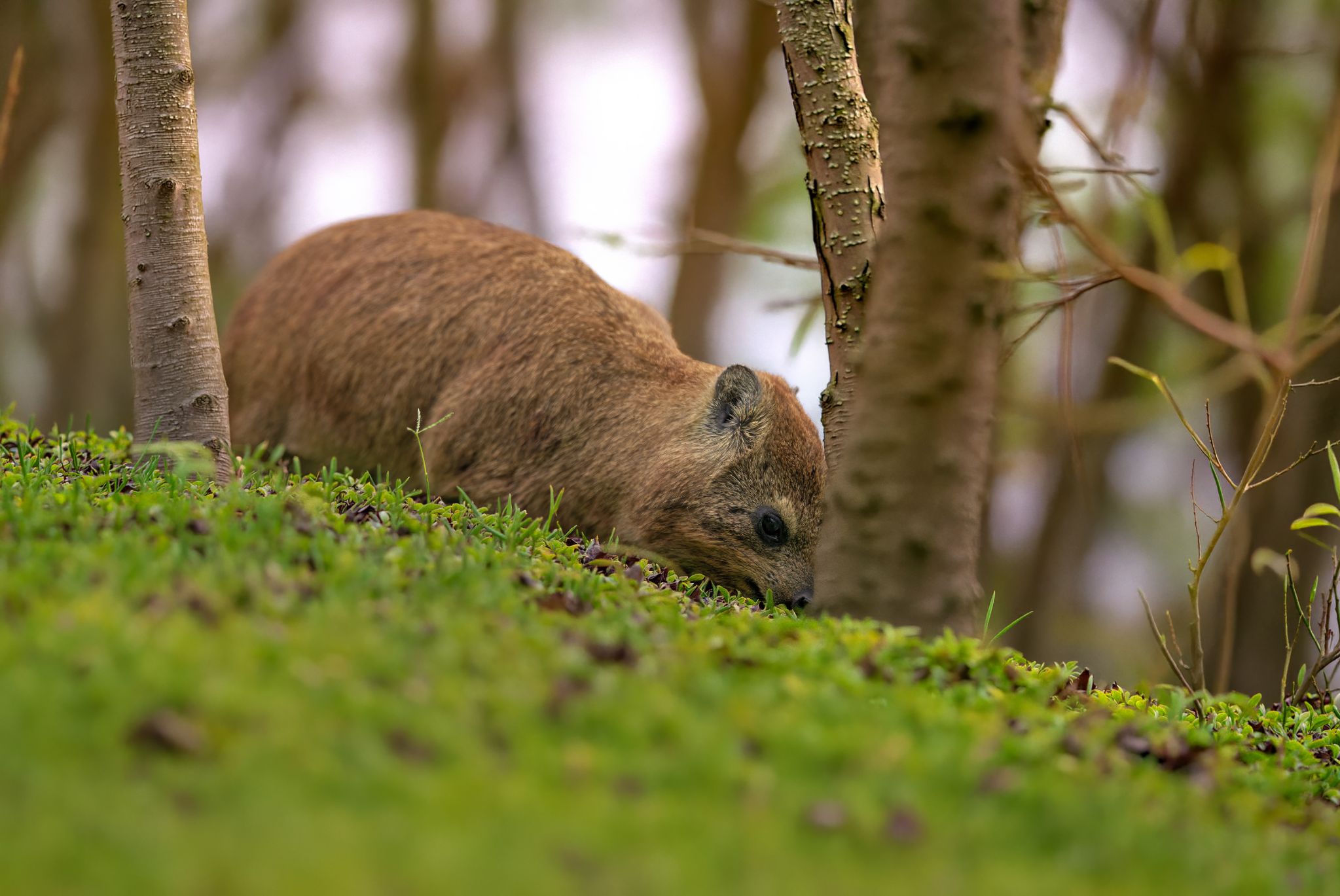Klippschliefer (Procavia capensis), in Südafrika oft als "Dassie" bezeichnet. Trotz ihrer Ähnlichkeit mit Nagetieren sind Klippschliefer genetisch eng mit Elefanten und Seekühen verwandt.